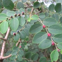 Breynia vitis-idaea (Burm.f.) C.E.C.Fisch.